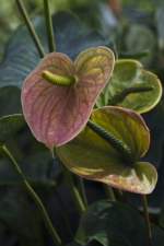 Flora Tropicana