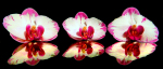 Orchid Reflection