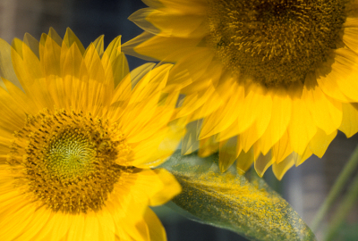Sunflowers I - Pollen